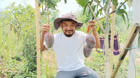 world's costliest mango in tripura