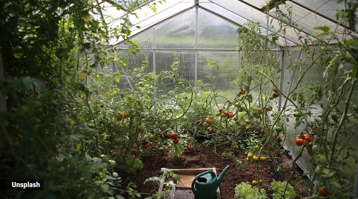 Bees and hoverflies are key to growing more fruit and veg in cities