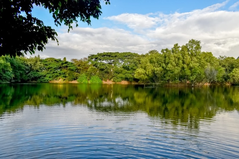 Lakes of Bengaluru: Residents worried after fishkill at Lower ...