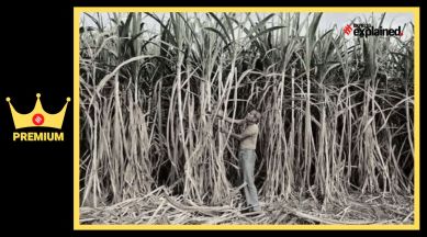 suagrcane