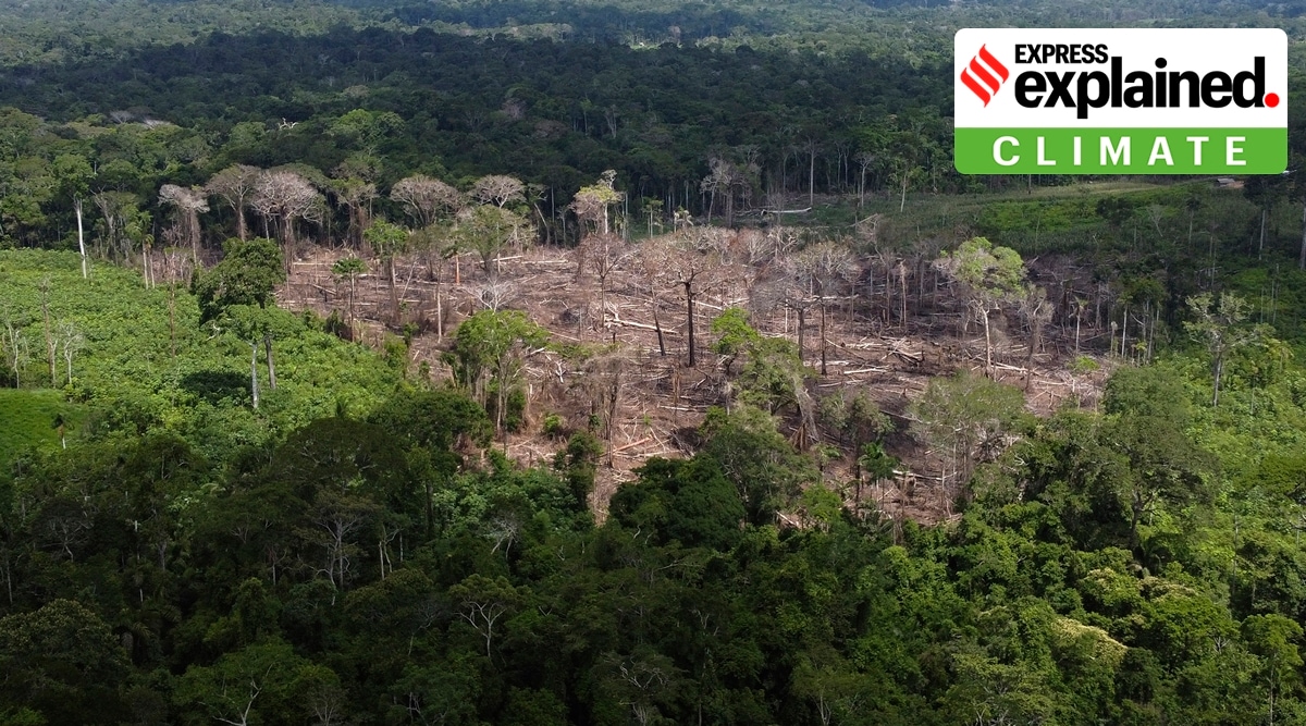 Amazon Brazil Deforestation