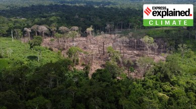 deforestation has begun to slow since Lula took over in Brazil