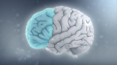 brain