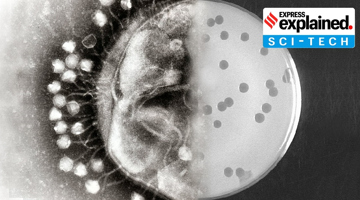 Bacteriophages_at_work