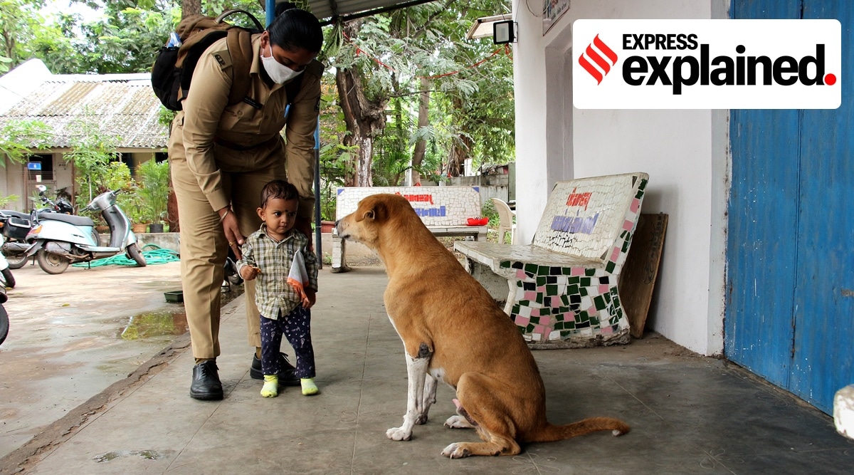 Bengaluru stray dog survey