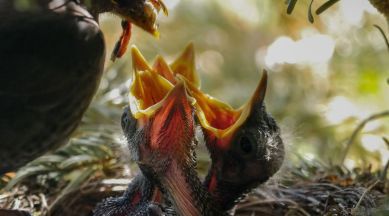 Bird feeding its young