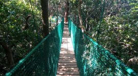 Canopy Walk Dandeli