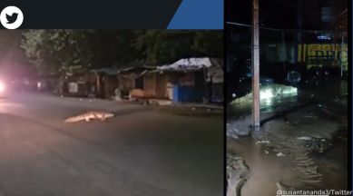 Crocodile spotted roaming on road in Rajasthan’s Kota and Gujarat’s Talala after monsoon rain