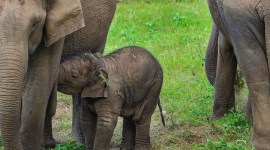 tamil nadu elephants