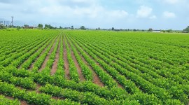 Cyclone Biparjoy financial assistance, gujarat government, Cyclone Biparjoy, Rushikesh Patel, Ahmedabad news, Gujarat, Indian Express, Current affairs