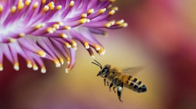 Honeybee near a flower