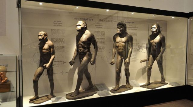 Image from a museum exhibit depicting homo habilis