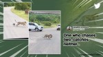 IFS officer shares video of leopard hunting wild boars