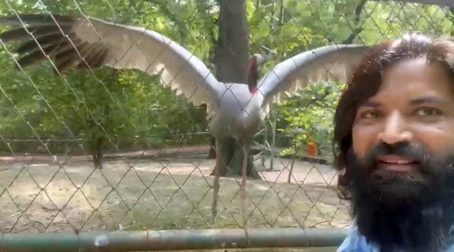 Little sign of bond weakening as Arif visits Sarus at zoo