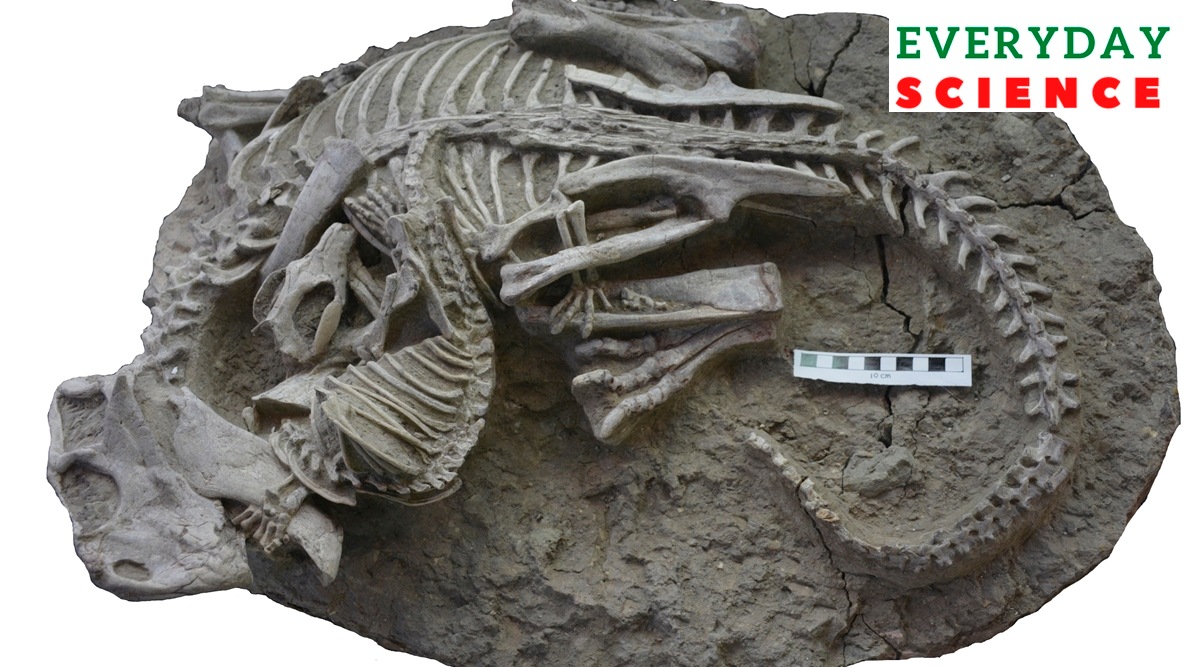 Mammals Eating Dinosaurs