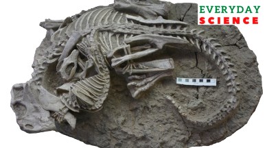 Mammals Eating Dinosaurs