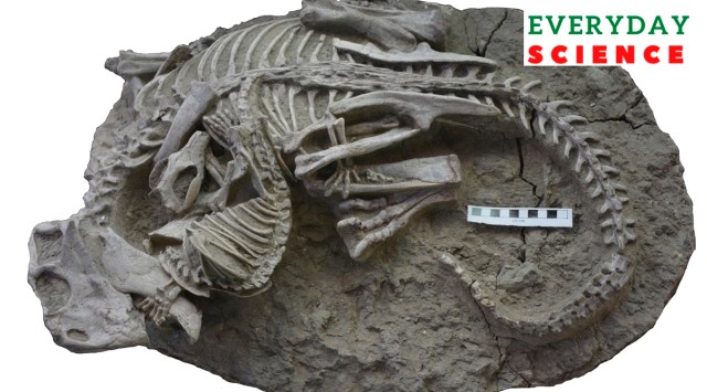 Mammals Eating Dinosaurs