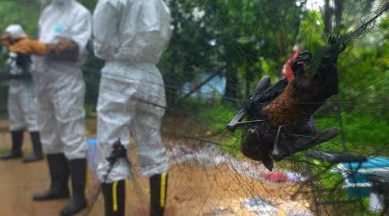 Nipah virus, Nipah Virus circulation, ICMR-NIV Nipah virus survey, Nipah virus in bats, bat population states, Nipah Virus in India, what is the proof of Nipah virus in bats, Nipah virus news, indian express, indian express news
