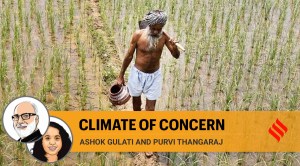 el nino vegetable prices