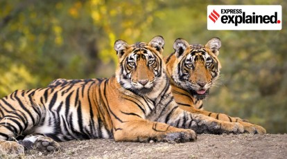 Bengal Tiger Line celebrates 30 years