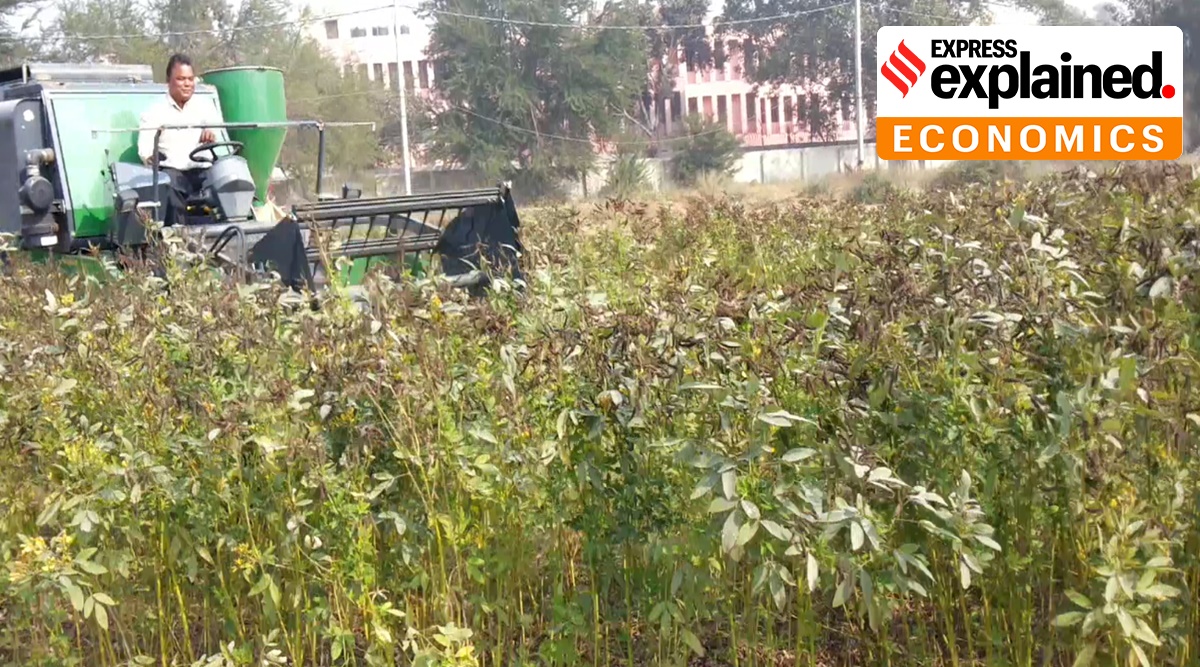 Why arhar could be the problem pulses crop this time - Vimarsana News