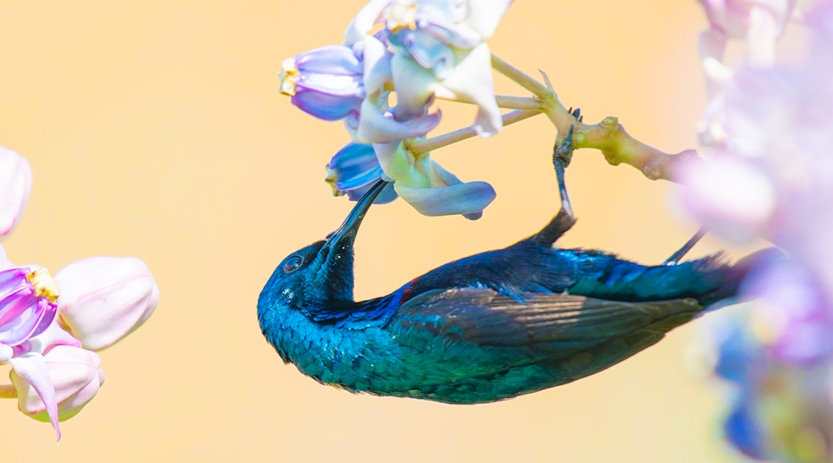 Birds Without Borders: Purple sunbird, a shiny-black home visitor