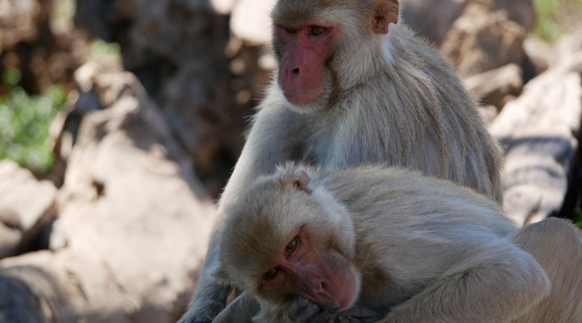 Rhesus macaque