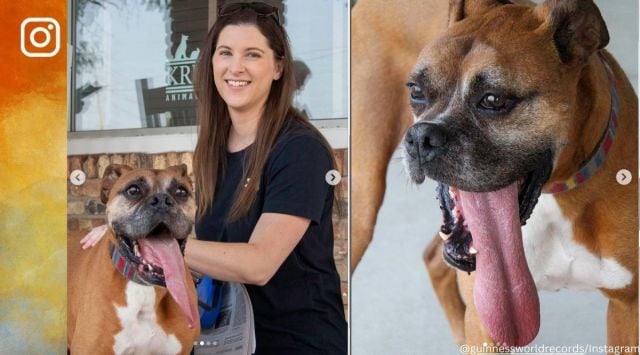 Rocky, a Boxer dog, breaks Guinness World Record for having the longest ...