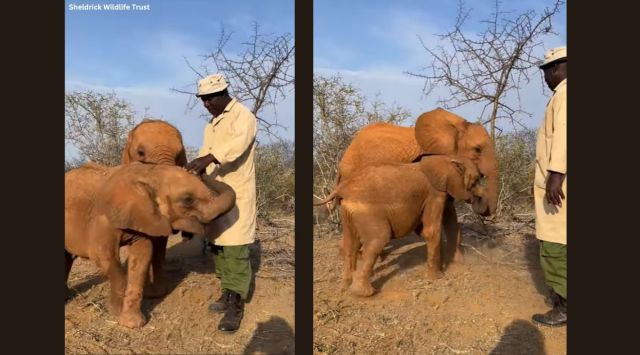 sheldrick wildlife trust