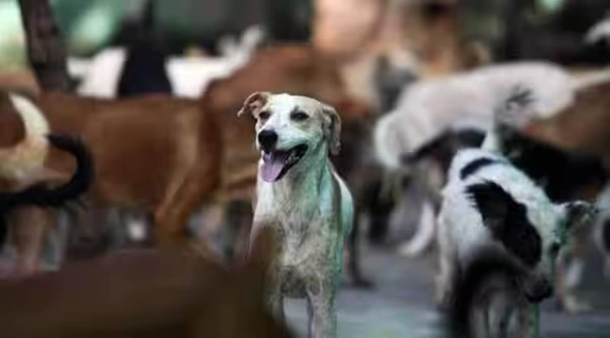 BMC enters deal to vaccinate one lakh stray dogs in Mumbai Mumbai