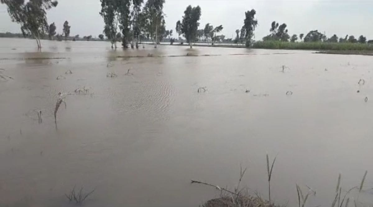 25 villages of Ferozepur, Fazilka on edge due to increasing flow of ...