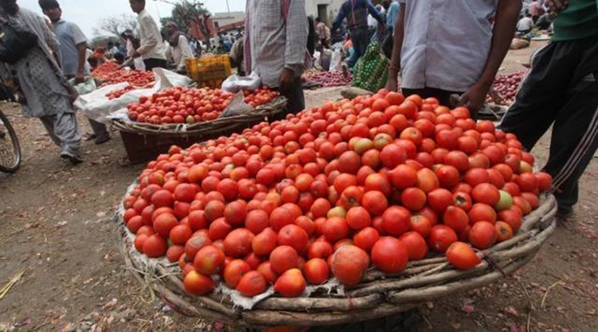 Tomato fight, Pune tomato fight, tomato Vendor, tomato weight, tomato price, tomato prices in India, indian express, indian express, indian express news