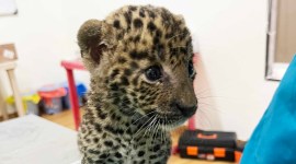 Maharashtra forest department leopard cub