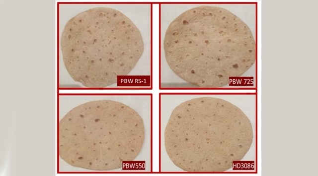 PAU develops new wheat variety to keep blood sugar, obesity in check