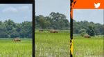 Tiger walks in UP paddy field as farmer ploughs his land in background