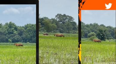 Tiger walks in UP paddy field as farmer ploughs his land in background