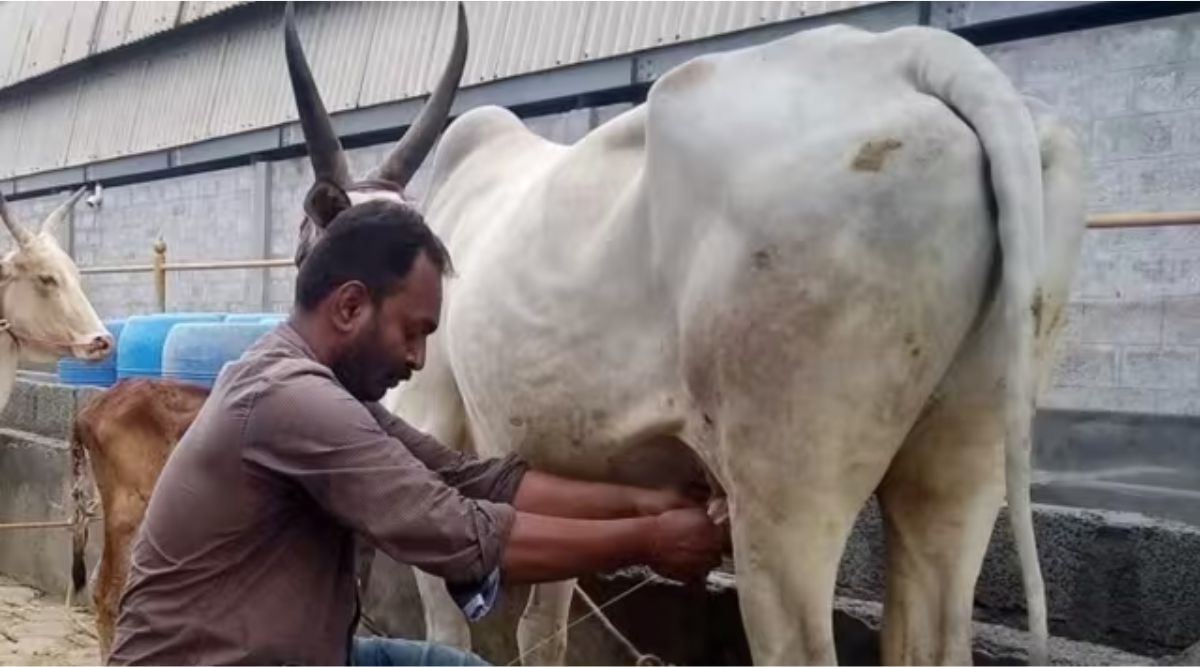Study finds use of spurious drugs, barbaric methods and unhygienic practices in dairies across UT - Vimarsana News