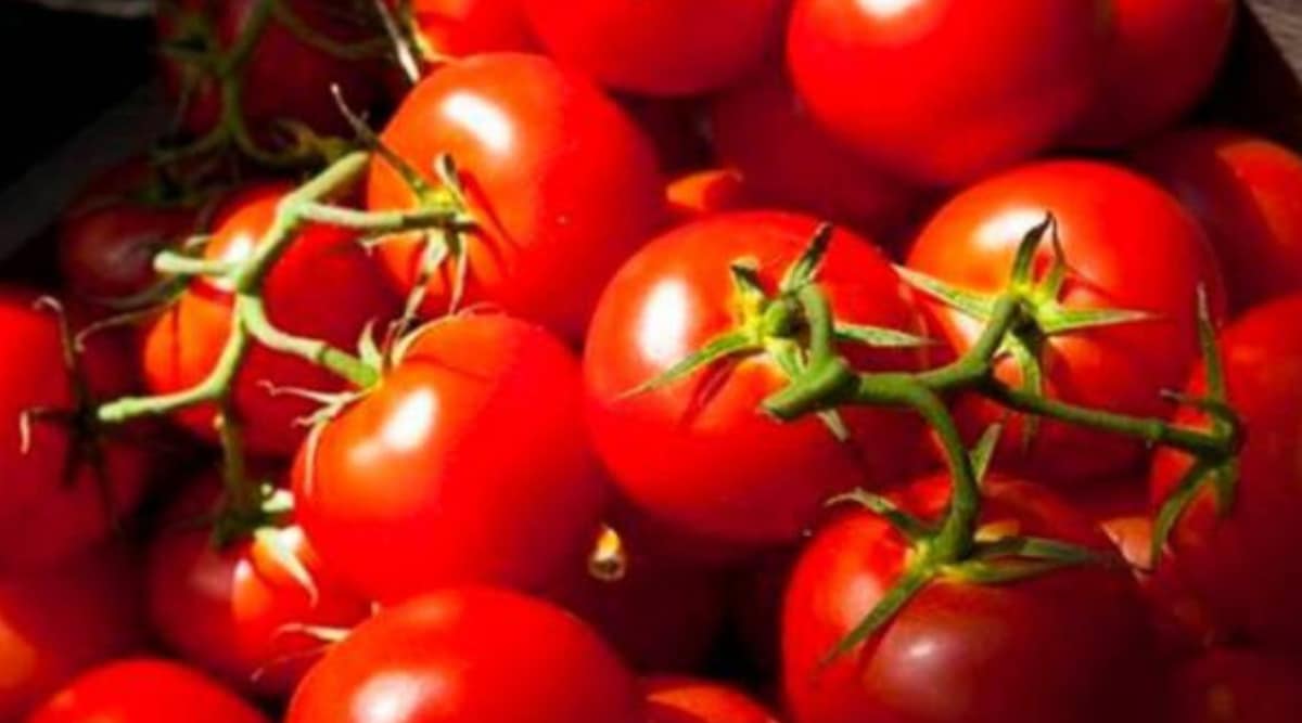 Surge in rates: Chennai fair-price shops to sell tomatoes at Rs 60/kg