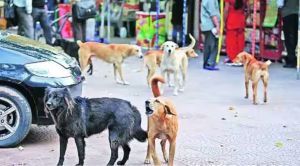 Dog sterilisation