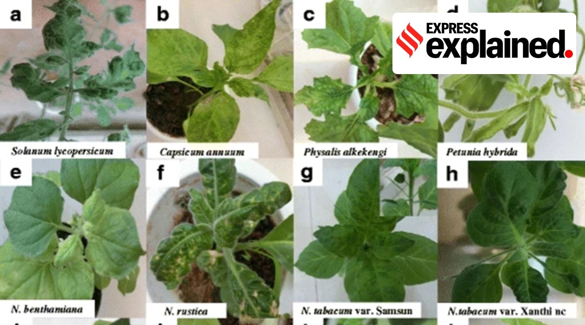 tomato mosaic virus