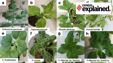 tomato mosaic virus