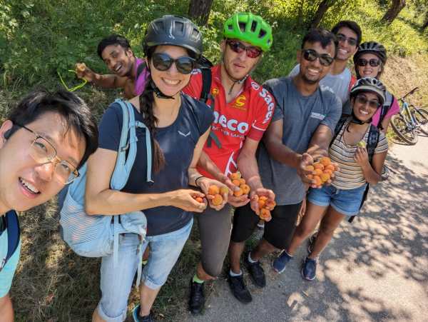 Apricot plucking with friends