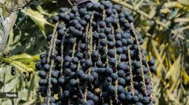 Acai berries are rich in antioxidants, which help protect the body against oxidative stress and damage caused by free radicals.