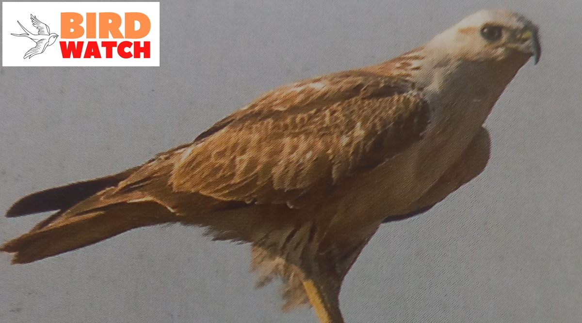 Birdwatch Longlegged Buzzards are winter visitors found aplenty in