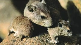 BMC rat killing, RATS around civic hospitals, Brihanmumbai Municipal Corporation, patients’ safety under pre-monsoon programmes, indian express, indian express news