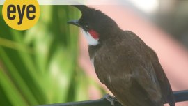 bulbuls