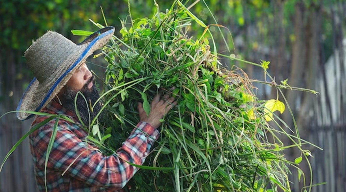 High times in Thailand: New weed laws draw tourists from across Asia ...