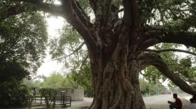 trees