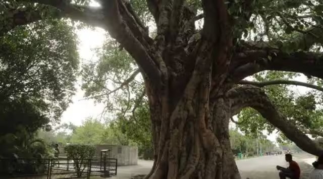 trees