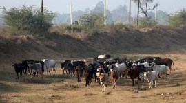 solar fencing scheme, stray cattle, crops protection, Uttar Pradesh government, experiment with solar powered fencing, crop damage by cattle stray, protection of agricultural fields, cost effective electric fencing, indian express, indian express news